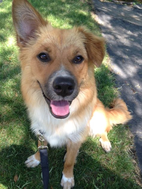 Daisy... Australian Cattle Dog/Golden Retriever/Corgi mix Corgi Australian Shepherd, Australian Cattle Dog Mix, Dog Golden Retriever, Dog Bread, Corgi Mix, Border Collie Mix, Collie Mix, Must Love Dogs, Dogs Golden Retriever