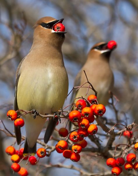 Your trees could be getting birds tipsy - The Washington Post Wax Wings, Wings Bird, Cedar Waxwing, Crabapple Tree, Bird Pictures, Pretty Birds, Colorful Birds, Bird Photography, Wild Ones