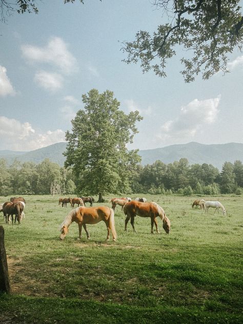 Smoky Mountains Aesthetic, Fairy Cottagecore Aesthetic, Mackenzie Core, Horses Landscape, Tennessee Aesthetic, Cottagecore Picnic, Aesthetic Mountains, Mountains Tennessee, Smoky Mountains Tennessee