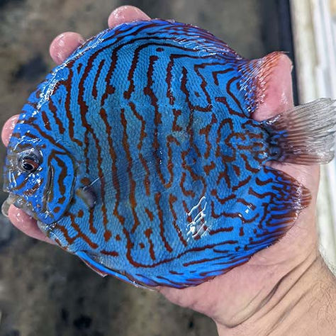 Discus Fish For Sale, Aquatic Creatures, Discus Fish, Tangerine Dream, Fish For Sale, Red Turquoise, Colorful Fish, Freshwater Fish, Red Panda