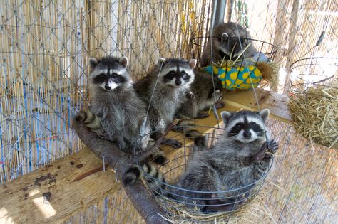 This is the good life, for raccoons that is. Raccoon Enrichment Ideas, Raccoon Enclosure Ideas, Raccoon Enclosure, Raccoon Habitat, Raccoon Enrichment, Animal Rescue Ideas, Animal Enrichment, Pet Raccoon, Wildlife Rehabilitation