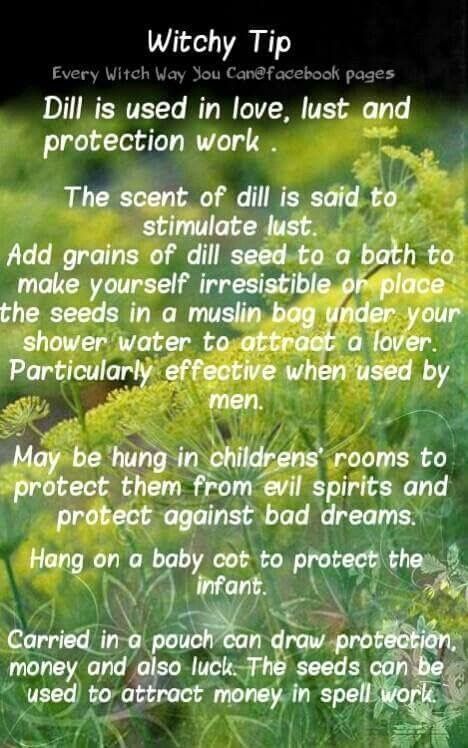 Dill Herbal Magick Magical Properties Of Dill, Dill Magical Properties, Magickal Tips, Every Witch Way, Magickal Herbs, Witchy Tips, Witch Herbs, Healing Spells, Magic Herbs