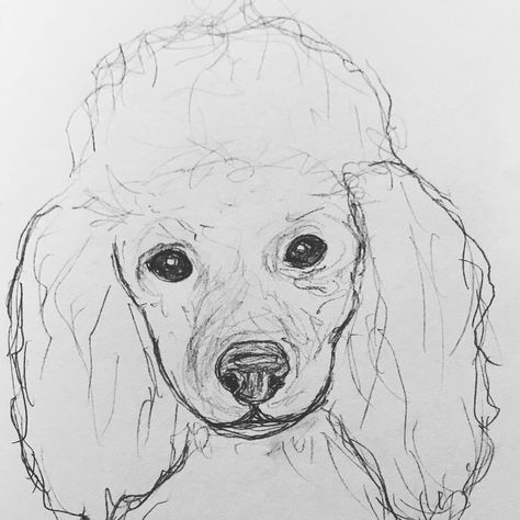 Poodle Sketch, Dog Drawings, Dog Outline, French Poodle, Animal Drawings Sketches, French Poodles, Draw Animals, Dog Sketch, Diy Canvas Wall Art