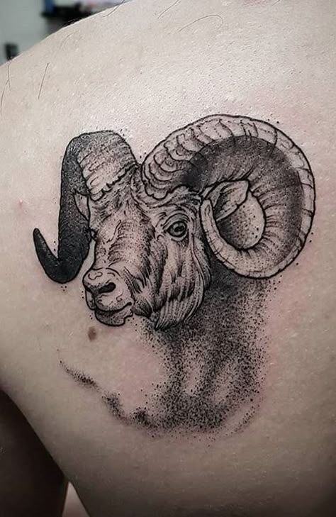 90 Unique Aries Tattoos to Compliment Your Body and Personality - Tattoo Me Now Aries Tattoo Ideas For Men, Tattoo Ram, Ram Tattoos, Ram Tattoo For Men, Traditional Ram Tattoo, Ram Head Tattoo, Ibex Tattoo, Aries Ram Tattoo Men, Aries Zodiac Tattoos For Man