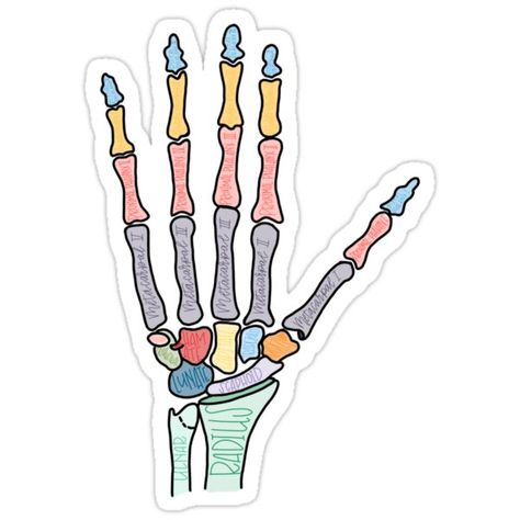 Anatomy Labeled, Bones Of The Hand, Anatomy Stickers, Notes Stickers, Hand Anatomy, Doctor Stickers, Medical Stickers, Science Stickers, Nurse Stickers