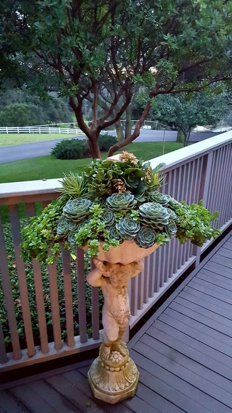 Succulent Landscape Design, Succulent Garden Design, Succulent Landscaping, Succulent Garden Diy, Garden Shrubs, Vintage Garden Decor, Succulent Gardening, Garden Containers, Cactus Y Suculentas