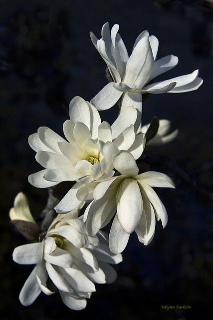 White Flower Photography, Magnolia Photo, Star Magnolia, Macro Flower, Magnolia Trees, Floral Photography, Botanical Flowers, Flowers Nature, Beautiful Blooms