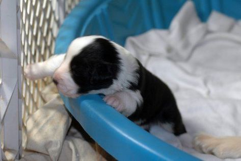 Puppy contemplating escape from his whelping box swimming pool Puppy Birthing Area, Puppy Whelping Area, Dog Whelping Box Ideas, Dog Whelping Box Ideas Diy, Delivering Puppies, Whelping Box Ideas, Puppy Breeding, Dog Whelping, Dog Whelping Box