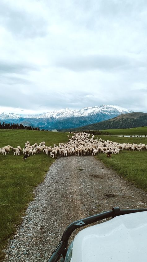 Farming Sheep, New Zealand Farm, Farming Lifestyle, Sheep Ranch, Sheep Farming, Beef Farming, New Zealand Sheep, Australian Sheep, Dream Life Goals