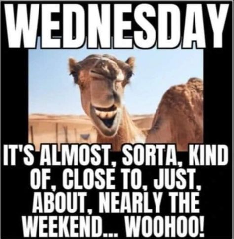 Hump Day Quotes Funny, Wednesday Hump Day, Hump Day Humor, Wednesday Humor, Happy Day Quotes, Good Morning My Friend, Good Morning Wednesday, Workplace Humor, Happy Wednesday Quotes