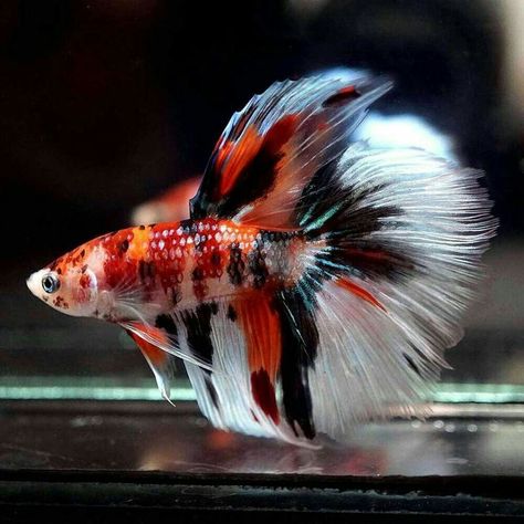 Beautiful Betta Fish, Koi Betta, Betta Fish Types, Fish Ideas, Fish Tank Design, Betta Aquarium, Rare Fish, Tropical Fish Aquarium, Cr7 Wallpapers