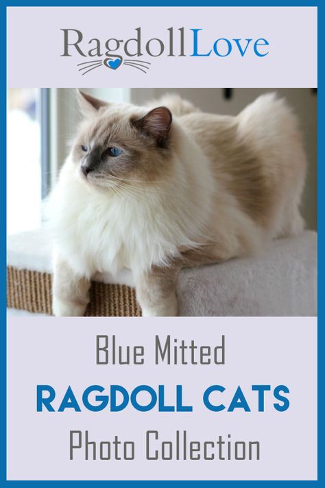 The Blue Mitted Ragdoll Cat - Description and Photos via @https://www.pinterest.ca/ragdolllove/ Blue Mitted Ragdoll, Kitten Hacks, Mitted Ragdoll, White Mittens, Ragdoll Cat Breed, Puppy Room, Ragdoll Kittens, F2 Savannah Cat, Hound Puppies