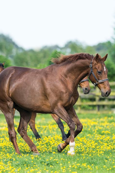 What better way to celebrate St. Patrick's Day than a look within the Irish National Stud & Gardens in County Kildare? 🍀 There’s no better day than today to plan a visit to the Emerald Isle. Read all about this horse lovers’ paradise in the latest issue of Horse Illustrated 👇️ Horse Magazine, Horse Care Tips, New York Summer, Western Life, Western Riding, Special Olympics, Horse Crazy, Emerald Isle, Horse Lovers