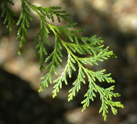 Cedar Leaves, Pnw Art, Port Orford Cedar, Thuja Plicata, Cedar Tree, Tree Templates, Botanical Tattoo, White Cedar, Church Activities