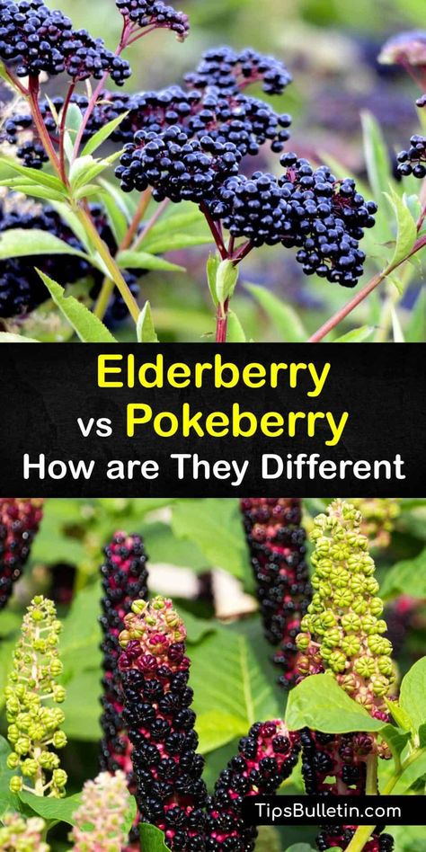 Compare the pokeberry (Phytolacca americana) and the elderberry (Sambucus canadensis and nigra). These black berries are used in herbal medicine and homesteading for health benefits. From elderberry syrup to elderflower wine, or a tincture, the elderberry has many uses. #elderberry #pokeberry Elderberry Tree Identification, Elderberry Plant Identification, Pokeberry Uses, Elderberry Syrup Uses, Poke Berry, Sambucus Canadensis, Blackberry Desserts, Phytolacca Americana, Blackberry Recipe