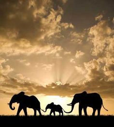 ELEPHANT  FAMILY  HOLDING TAILS  AS  THEY  WALK Three Elephants, Elephant Facts, Watching Football, Boulder Beach, Luxury Train, Hur Man Målar, Elephant Love, White Sharks, Setting Sun