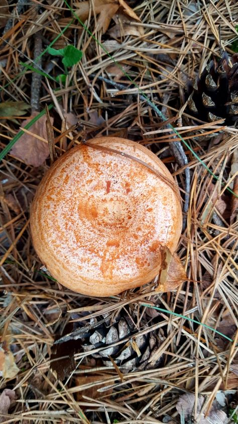 Wild Mushrooms, Stuffed Mushrooms