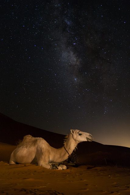 Camels Desert, Camel Animal, Camels Art, Desert Aesthetic, Photography Animals, Desert Animals, Desert Life, Arabian Nights, In The Desert