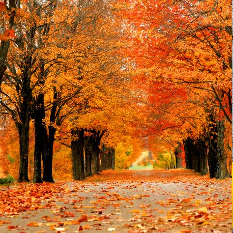 Crafters Choice™ Cider Lane* Fragrance Oil 868 - Notes of spun sugar, vanilla bean and apple cider brings forth cozy Autumn memories. Fall Adventures, Red Maple Tree, Growing Trees, Landscaping Trees, Maple Trees, Red Fall, Fast Growing Trees, Red Maple, Autumn Scenes