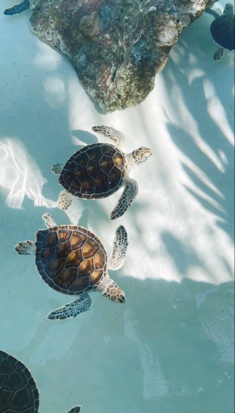 Turtle Lockscreen, Turtle Asthetic Picture, Beach Theme Wallpaper Iphone, Sea Turtles Aesthetic, Turtle Wallpaper Iphone, See Turtle, Sea Turtle Wallpaper, Sea Life Wallpaper, Sea Turtle Pictures