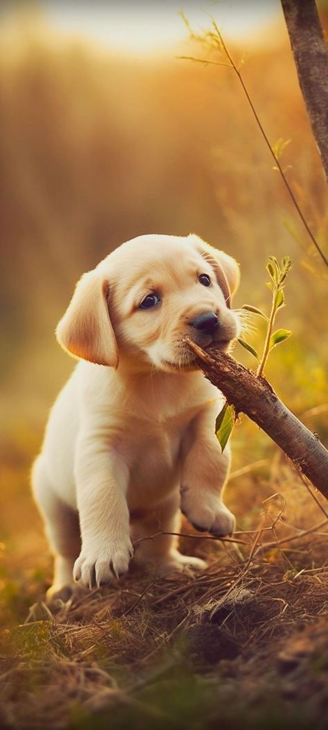 Cute Pupies, Download Free Ringtones, Cute Lab Puppies, Animal Jungle, Cute Dog Wallpaper, Lab Dog, Dog Pop Art, Really Cute Puppies, Lab Puppy