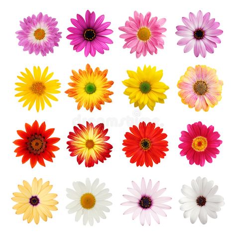 The perfect daisy collection. Sixteen colorful spring daisies isolated on white #Sponsored , #sponsored, #Ad, #collection, #perfect, #isolated, #Sixteen Art A Level, Colorful Things, Butterfly And Flower, Red Daisy, Flower Craft, Scrapbook Stickers Printable, Flower Top, Canvas Easy, Origami Crafts