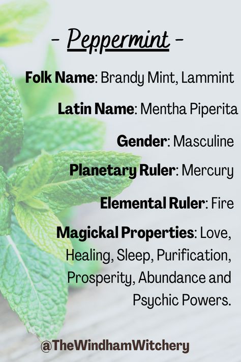 Peppermint Meaning Witchcraft, Peppermint Witchcraft Uses, Peppermint Magical Properties, Peppermint In Witchcraft, Peppermint Witchcraft, Peppermint Herb, Mint Essential Oil, Goddess Magick, Witch Herbs