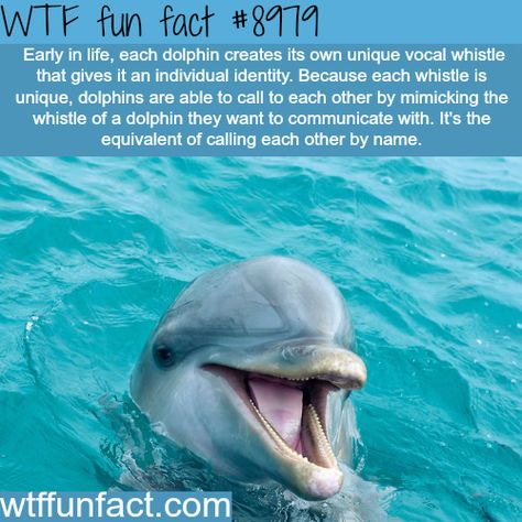 WTF Facts : funny, interesting & weird facts Sea Facts, Facts About Sea Animals, Dolphin Infographic, Dolphin Facts For Kids, Dolphin Facts, Dolphin Encounter, Fun Facts About Animals, Dolphin Memes, Unbelievable Facts