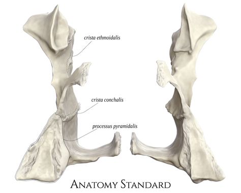 Palatine Bone, Maxillary Sinus, Skull Anatomy, Anatomy Bones, Head Anatomy, Brain Art, Lower Extremity, Medicine Student, Muscle Anatomy