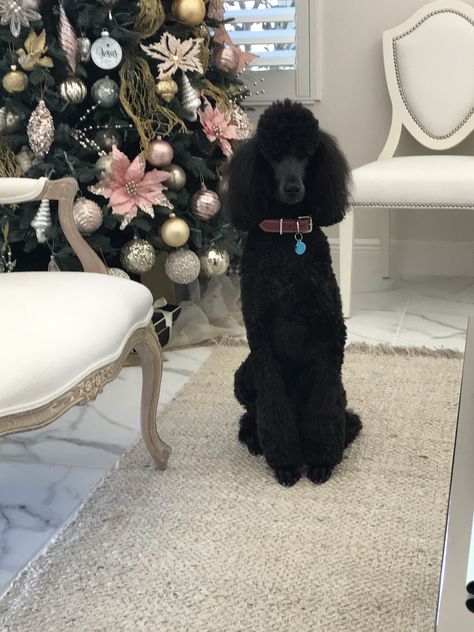 Poodle Fashion, Cream Poodle, Standard Poodle Aesthetic, Standard Poodle Puppies, Standard Poodle Puppy, Standard Poodle Cuts, Small Poodle, Poodle Haircut, Pink Goth