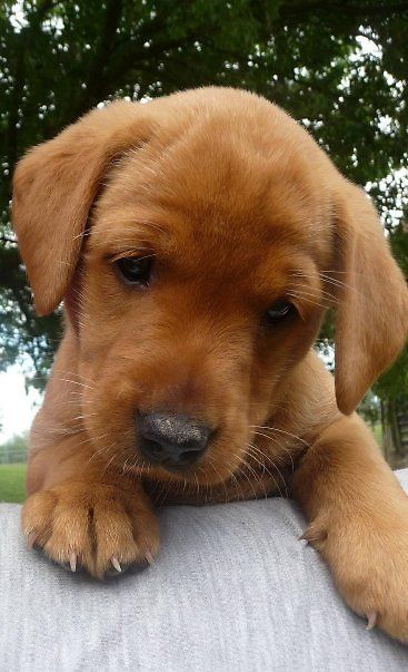 Golden Lab Ginger Labrador, Red Fox Labrador, Fox Red Labrador Puppy, Red Lab Puppies, Labrador Puppy Training, Fox Red Labrador, Red Labrador, Black Labrador Dog, Red Lab