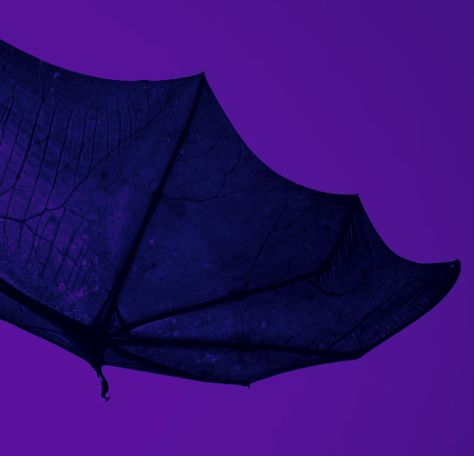 Purple Umbrella Aesthetic, Purple Bat Aesthetic, Bat Wing Aesthetic, Bat Astethic, Purple Alt Aesthetic, Bat Wings Aesthetic, Purple Magic Aesthetic, Yuma Kokohead, Purple Goth Aesthetic