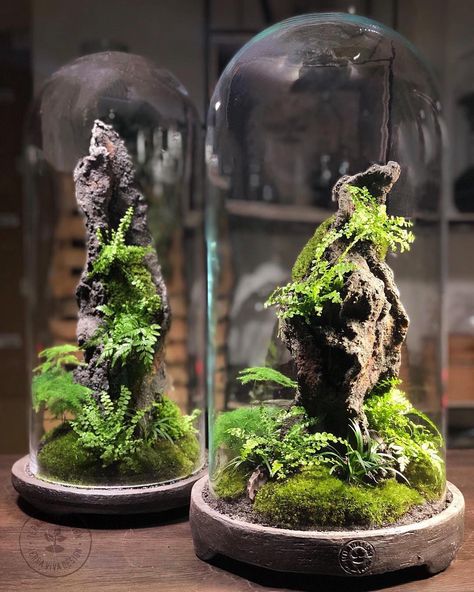 Terrarium Imaginarium on Instagram: “Cloche terrarium set made by @terravivadesign from Italy 🇮🇹 . Follow @terrarium.imaginarium” Terrarium Architecture, Terrarium Ideas Unique, Cloche Terrarium, Plant Terrarium Closed, Wood And Glass Terrarium, Terrarium Closed, Terrarium Mountain, Moss Tarerium, Bottle Terrarium