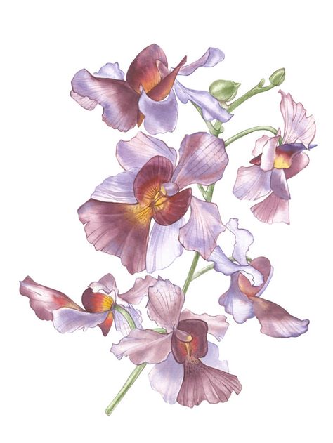 Singapore flower, illustration of vanda ... | Premium Photo #Freepik #photo #flower #watercolor #floral #flowers Singapore Watercolor, Vanda Miss Joaquim, Hand Watercolor, Orchid Illustration, Orchid Drawing, Singapore Art, National Flower, Vintage Botanical Prints, Glass Designs