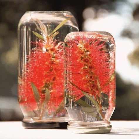 Bottlebrush Table Decorations - Green Goddess Christmas Decorations Australian, Christmas In Australia, Aussie Christmas, Australian Christmas, Summer Christmas, Christmas Lunch, Natural Christmas, Christmas Inspo, The Jar