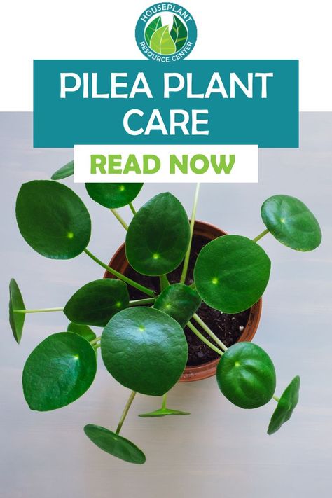 Pilea plants have become popular in recent years—and for good reason! These unusual-looking plants make great conversation pieces that add a bit of whimsical fun to any indoor space. The best part is that pilea plant care is actually really easy! Also known as the missionary plant, Chinese money plant, or coin plant for its round, disc-like leaves, Pilea peperomioides is the most popular pilea variety out there and probably the one that pops into your mind’s eye when you hear “pilea.” Round Leaf Plant, Chinese Coin Plant, Coin Plant, Pilea Plant Care, Chinese Money Plant Care, Money Plant Care, Money Tree Plant, Types Of Houseplants, Money Plant