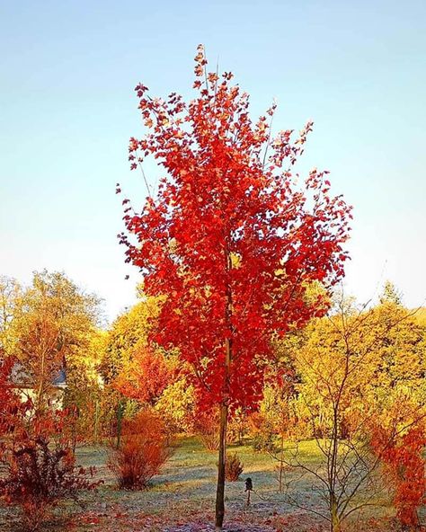 October Glory Maple Tree, October Glory Maple, Maple Tree Landscape, Tree Transplanting, How To Grow Lemon, Shade Loving Perennials, Tree Canopy, Beautiful Yards, Fast Growing Trees