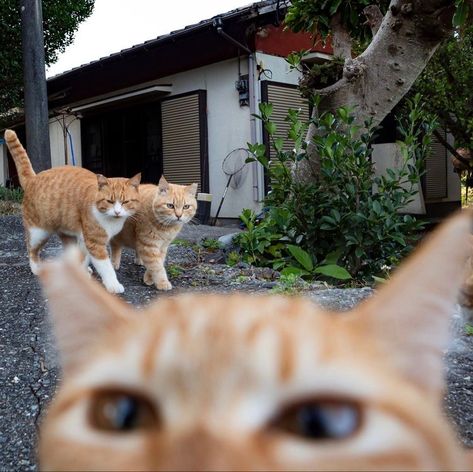 Orange Cats, Japan Aesthetic, Silly Animals, Cat Aesthetic, Silly Cats, Pretty Cats, Cute Little Animals, 귀여운 동물, Cat Pics