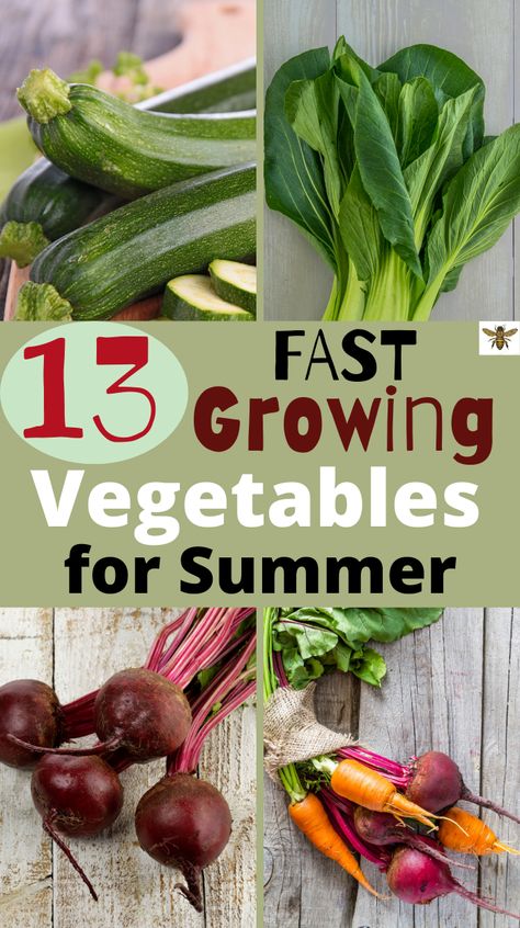 Growing Vegetables At Home, Fast Growing Vegetables, Best Zucchini Recipes, Vege Garden, Homestead Gardening, Healty Dinner, Modern Homesteading, Homesteading Ideas, Homesteading Diy