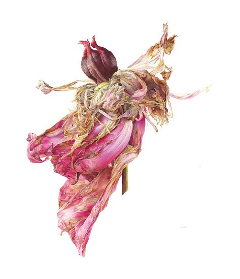 Contemporary Botanical Art, Scottish Artists, Flower Paintings, Botanical Painting, Botanical Watercolor, Great Paintings, A Level Art, Old Paintings, Traditional Paintings