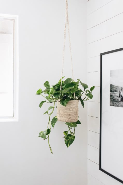 Indoor Plant Wall, Plant Hanging, Hanging Plant Wall, Hanging Plants Indoor, Dekorasi Kamar Tidur, Casa Vintage, Pothos Plant, Bathroom Plants, Plant Decor Indoor