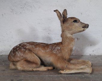 Antique Taxidermy, Vintage Taxidermy, Current Aesthetic, Baby Nursery Art, Roe Deer, French Home Decor, French Home, Baby Deer, Neutral Palette