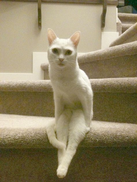 23 Animals Who’ve Mastered the Art of Sitting Tabby Cat Pictures, Cat Seat, Cat Pose, Owning A Cat, Cat Club, Cat Sitting, Funny Animal Pictures, Tabby Cat, Cat Gif