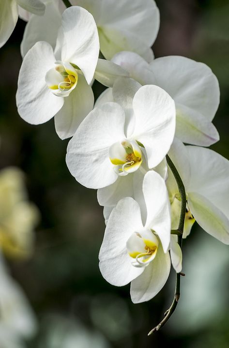 Phaleonopsis Orchids, Orchid Terrarium, White Moth, Rose Reference, Orchid Photography, Vintage Seed Packets, Orchid Photo, Moth Orchid, Exotic Orchids