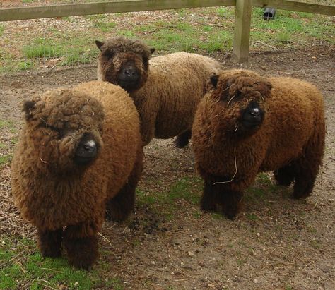 brown sheep - They look like fluffy stuffed animals Farm Goals, Southdown Sheep, Babydoll Sheep, Brown Sheep, Dream Farm, Sheep Breeds, Black Nose, Mini Farm, Sheep And Lamb