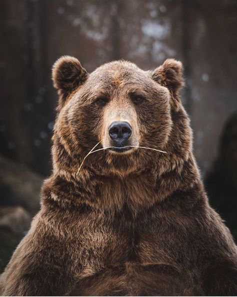 FOLK on Instagram: “Tag your favorite bear! Photo by @benmurphy.photography” Bear Photography, Bear Sketch, Bear Photo, Wild Animals Photos, Beast Creature, Woods Photography, Bear Photos, Leyte, Bear Pictures