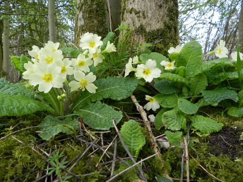 Wild Primrose, primula vulgaris. Salicilates (salicylic acid active ingredient in aspirin) so anti-inflammatory). wound healing poultice. Wild Primrose, Primula Vulgaris, Primula Auricula, Primrose Yellow, Yellow Cottage, Botanical Decor, Woodland Garden, Flower Artwork, Wound Healing