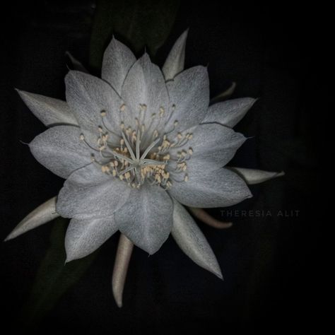 Flower, queen of the night, wijaya kusuma Wijaya Kusuma, Queen Of The Night, Moon Garden, Flora And Fauna, Art Class, Love Flowers, Art Classes, Flower Art, Design Ideas