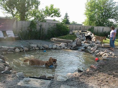 Dog Pond, Hotel Pet, Katt Diy, Dog Friendly Backyard, Dog Backyard, Building A Pond, Dog Spaces, Dog Yard, Dog Playground