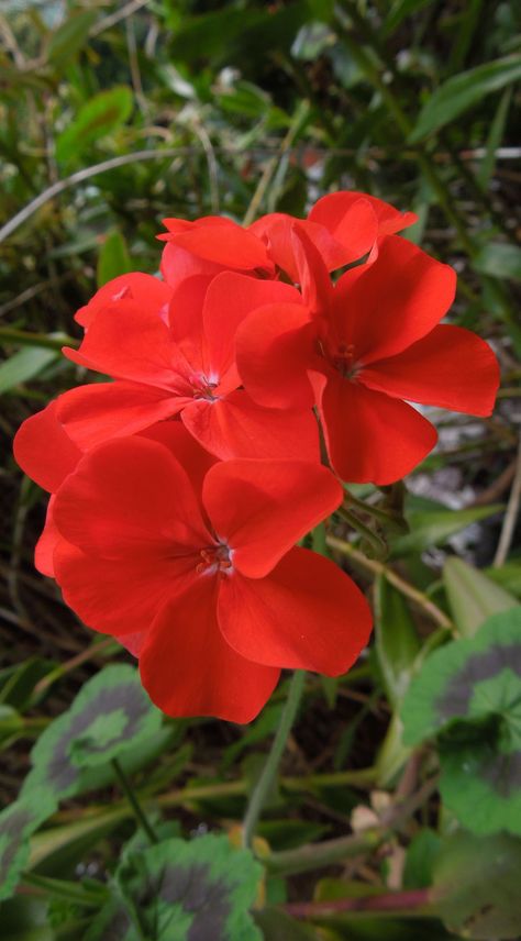 Geranium Aesthetic, Nails Summer Flowers, Patio Vegetable Garden, Nails Acrylic Flower, Flowers Backyard, Vegetable Garden Layout, Backyard Aesthetic, Backyard Wedding Ideas, Backyard Graduation Party